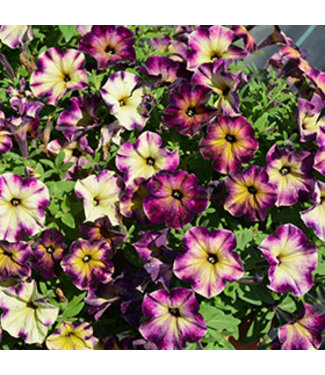 Livingstone Petunia h. Crazytunia® 'Moonstruck' 4.5in [1]