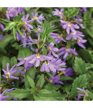 Livingstone Scaevola aemula Whirlwind® 'Blue' (Fan Flower ) 4.5in [1]