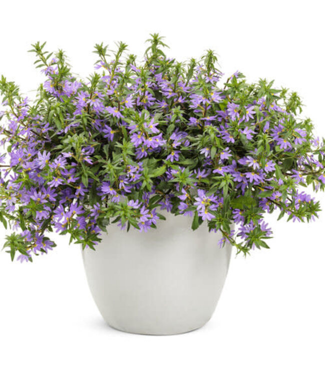 Scaevola aemula Whirlwind® 'Blue' (Fan Flower ) 4.5in [1]