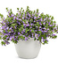 Scaevola aemula Whirlwind® 'Blue' (Fan Flower ) 4.5in [1]