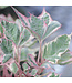 Ipomoea batatas 'Tricolour' (Tricolour Sweet Potato Vine ®) 4.5in [1]