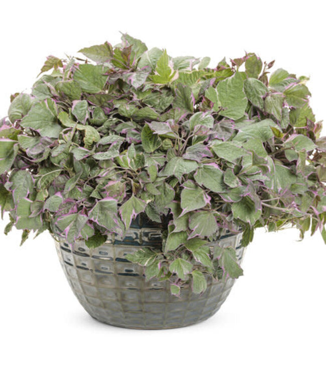 Ipomoea batatas 'Tricolour' (Tricolour Sweet Potato Vine ®) 4.5in [1]
