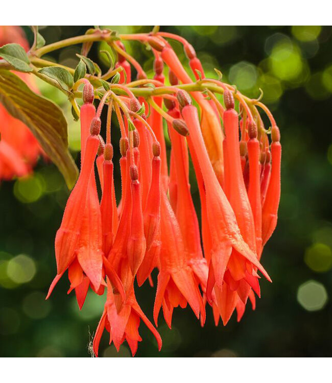 Fuchsia 'Gartenmeister Bonstedt' 4.5in [1]