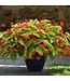 (Begonia interspecific) Canary Wings Begonia - 12cm / 4.5in [1]