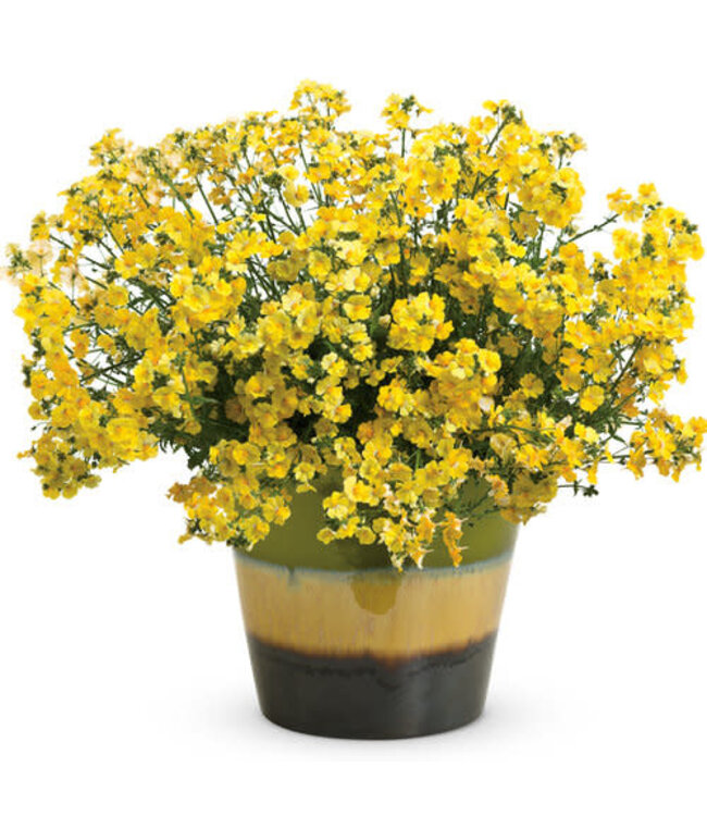Nemesia Sunsatia® 'Lemon' (Lemon) 4.5in [1]
