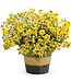 Nemesia Sunsatia® 'Lemon' (Lemon) 4.5in [1]