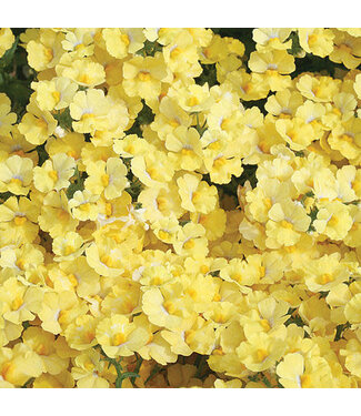 Livingstone Nemesia Sunsatia® 'Lemon' (Lemon) 4.5in [1]