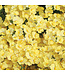 Nemesia Sunsatia® 'Lemon' (Lemon) 4.5in [1]