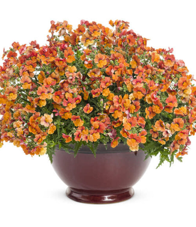 Nemesia Sunsatia® 'Blood Orange' (Blood Orange™) 4.5in [1]