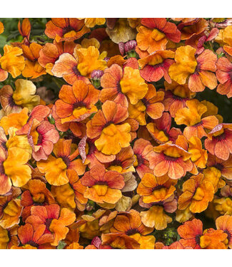 Livingstone Nemesia Sunsatia® 'Blood Orange' (Blood Orange™) 4.5in [1]