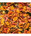 Nemesia Sunsatia® 'Blood Orange' (Blood Orange™) 4.5in [1]