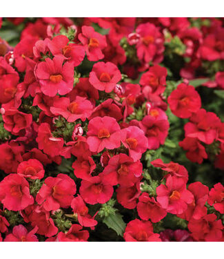 Livingstone Nemesia Sunsatia® 'Cranberry Red' (Cranberry Red) 4.5in [1]