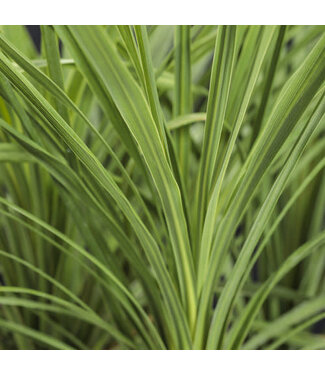 Livingstone Dracaena indivisa (Spikes®) 4.5in [1]