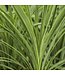 (Dracaena indivisa 'Spikes') Spikes (Proven Accents) - Annual - 12 cm / 4.5in [1]