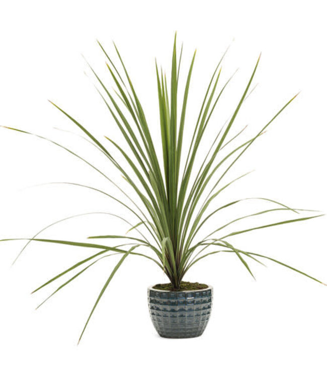 Dracaena indivisa (Spikes®) 4.5in [1]