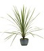 Dracaena indivisa (Spikes®) 4.5in [1]