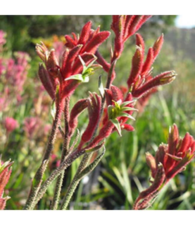Anigozanthos 'Bush Ranger' (Dwarf Red Kangaroo Paw) 4.5in [1]