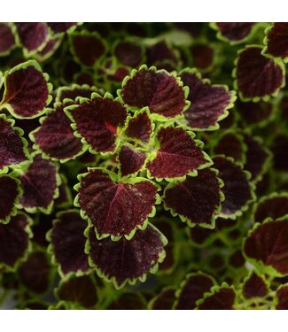 Livingstone Coleus 'Burgundy Wedding Train' 4.5in [1]