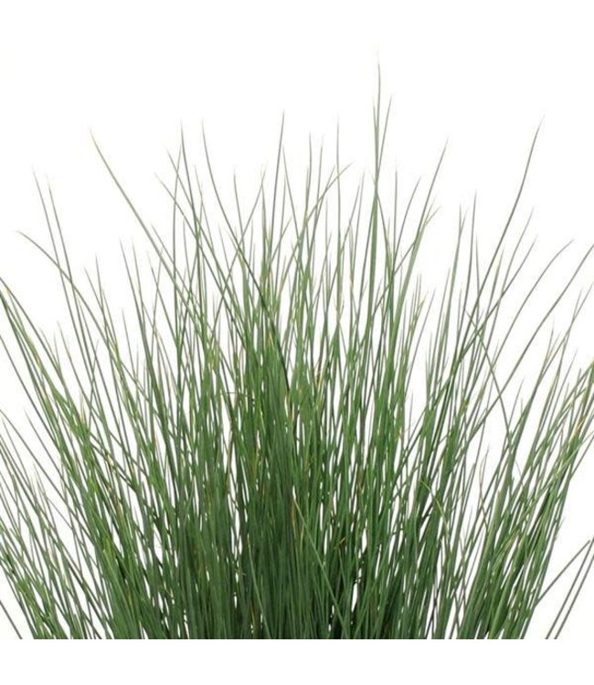 Juncus inflexus 'Blue Arrows' (Rush ) 4.5in [1]