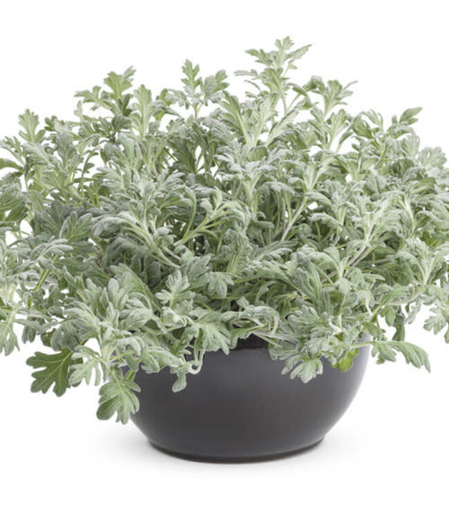 Artemisia stelleriana 'Silver Bullet' (Artemisia®) 4.5in [1]