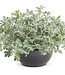 Artemisia stelleriana 'Silver Bullet' (Artemisia®) 4.5in [1]