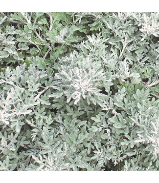 Livingstone Artemisia stelleriana 'Silver Bullet' (Artemisia®) 4.5in [1]