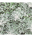 Artemisia stelleriana 'Silver Bullet' (Artemisia®) 4.5in [1]