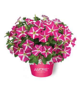 Livingstone Petunia hybrida Amore® 'Pink Hearts' 4.5in [1]
