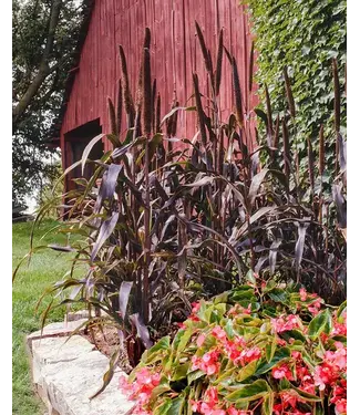 Livingstone Ornamental Millet 'Purple Majesty' 4.5in [1]