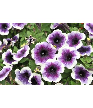 Livingstone Petunia Potunia® 'Purple Halo' 4.5in [1]