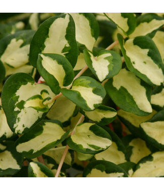 Livingstone Vinca maculata 'Wojo's Jem' (Vine ) 4.5in [1]