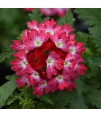Livingstone Verbena Beats™ 'Red+White' 4.5in [1]