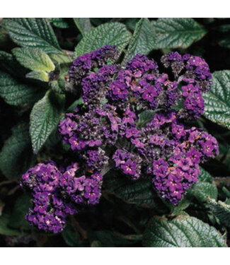 Livingstone Heliotropium arborescens 'Marine' (Heliotrope ) 4.5in [1]