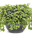 Hedera helix 'Patricia' (® Ivy ) 4.5in [1]