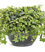 (Hedera helix 'Patricia') Patricia Ivy - Annual - 4.5" [1]
