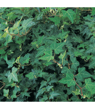 Livingstone Hedera helix 'Patricia' (® Ivy ) 4.5in [1]
