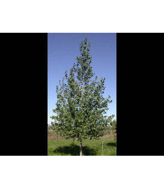 Livingstone Populus x canadensis 'Prairie Sky' Poplar - #15 (15 Gallon) [3]