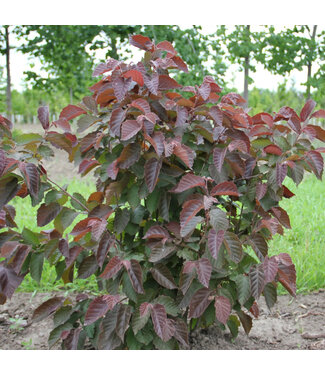 Livingstone Purpleleaf Bailey Select American Hazelnut (Corylus americana 'Purpleleaf Bailey Select') - #5 (5 Gallon) [1]