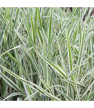 Livingstone Ribbon Grass (Phalaris arundinacea)