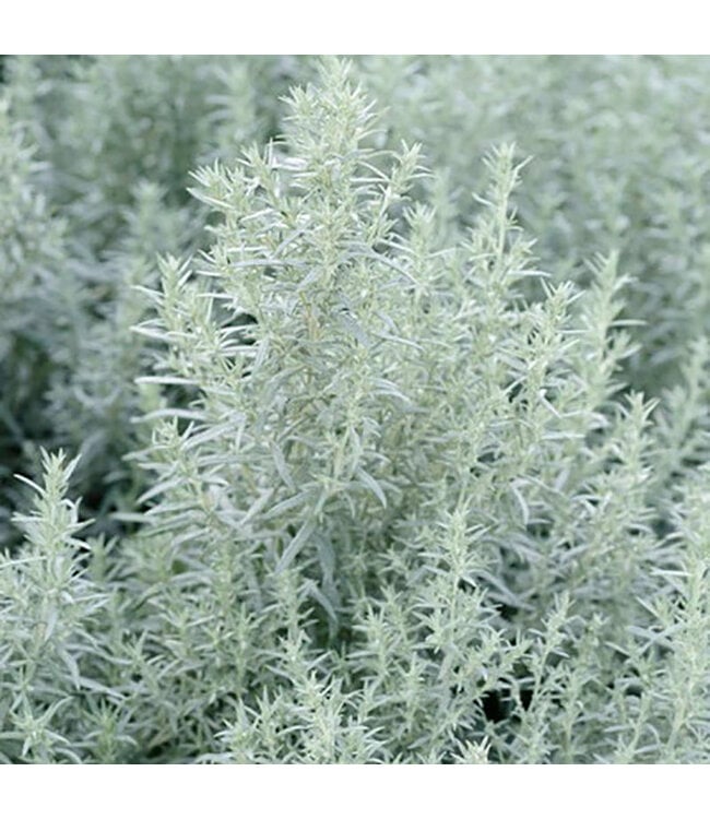 Silver Queen Sage (Artemisia ludoviciana 'Silver Queen')
