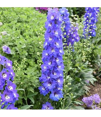 Livingstone Delphinium Delgenius™ 'Glitzy' 1gal [1]