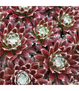 Livingstone Cosmic Candy Chick Charms (Sempervivum 'Cosmic Candy') - 11 cm / 4" [1]