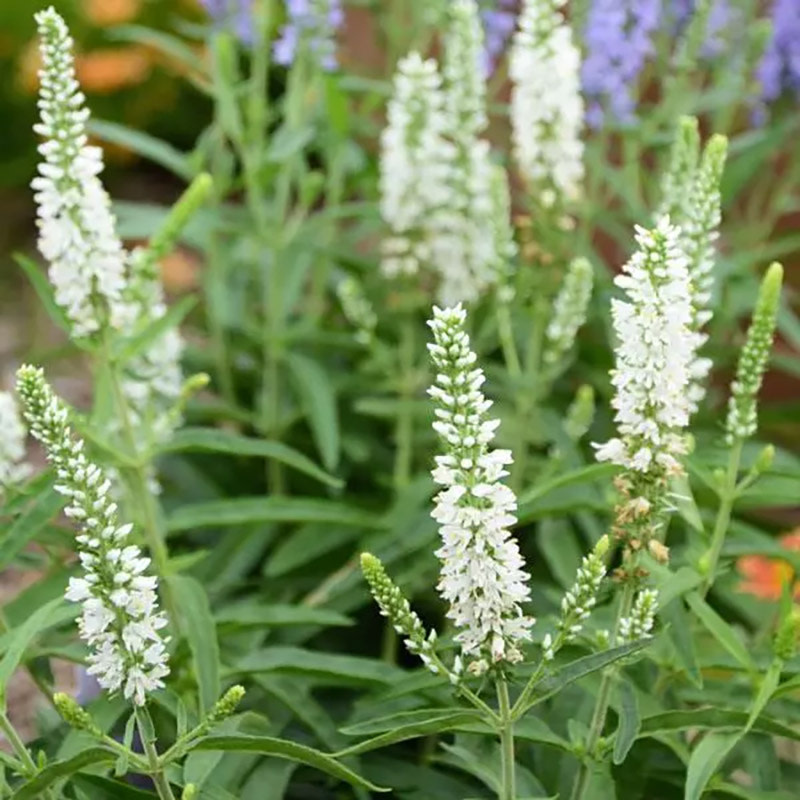 Livingstone Moody Blues Series Speedwell (Veronica hybrida 'Moody Blues