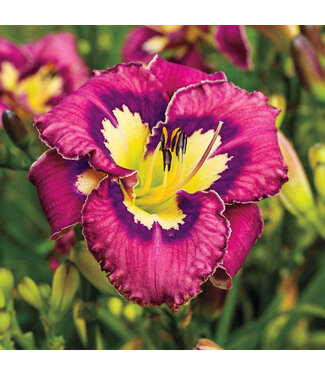 Livingstone Catcher in the Eye Daylily (Hemerocallis 'Catcher in the Eye') - #1 (1 Gallon) [1]