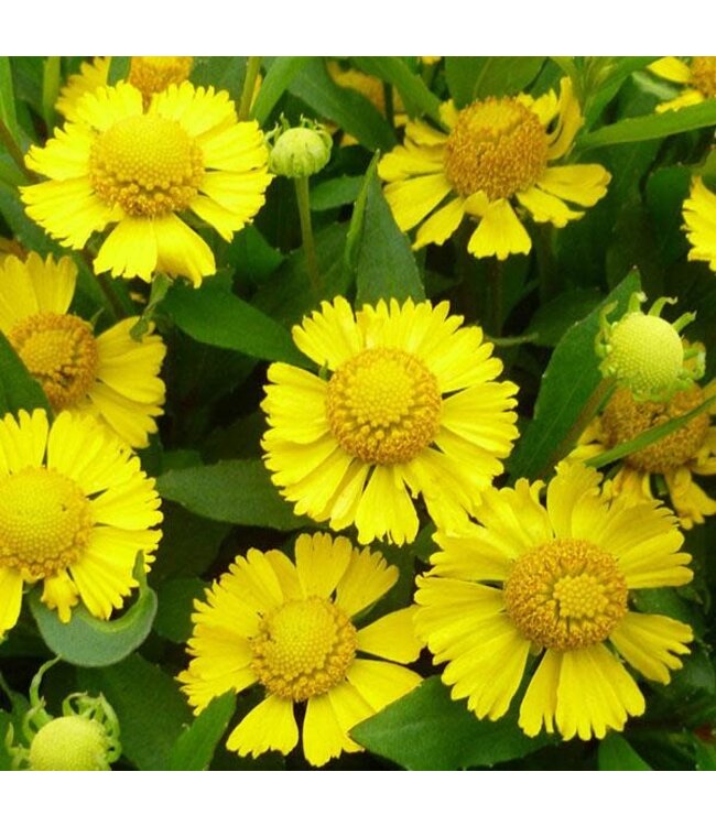 (Helenium autumnale 'Salud Yellow') Salud Yellow Sneeze Weed - #1 [1]