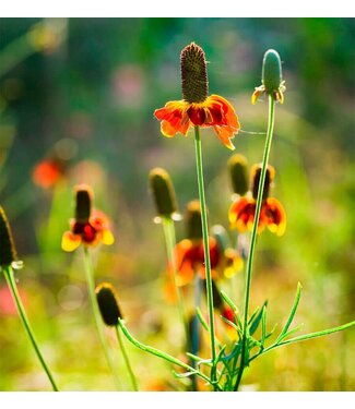 Livingstone Prairie Coneflower (Ratibida columnifera)