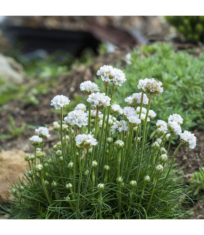 Armeria maritima 'Morning Star White' (Sea Thrift) 3.5in [1]