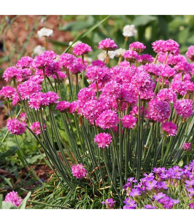 Armeria maritima 'Morning Star Deep Pink’ (Sea Thrift) 3.5in [1]