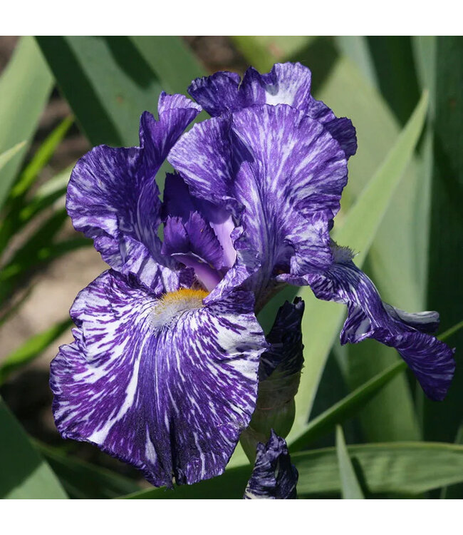 (Iris germanica 'Batik') Batik Iris - #1 [1]