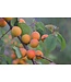 Debbie's Gold Apricot (Prunus x 'Debbie's Gold')